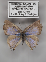 Pilodeudorix caerulea