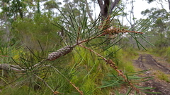 Melaleuca linearis