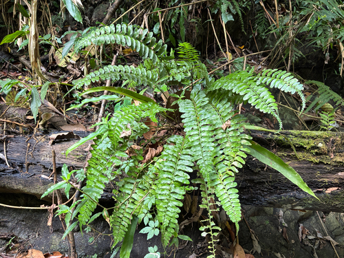 Asplenium tenerum observed 2026-06-02