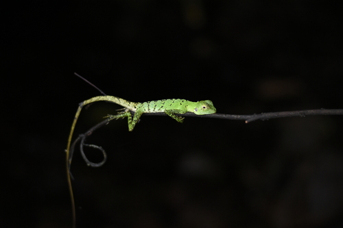 Hypsilurus modestus observed 2026-05-22