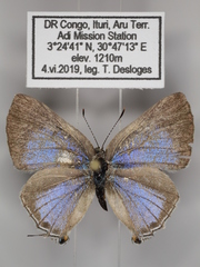 Pilodeudorix caerulea