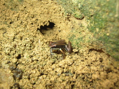 Epipedobates boulengeri