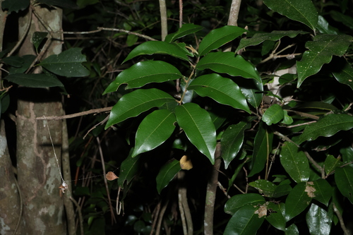 Mischocarpus pyriformis, photograph 6