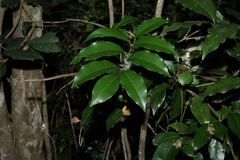 Mischocarpus pyriformis, photograph (c) Greg Tasney, some rights reserved (CC BY-SA)