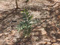 Thouinidium decandrum