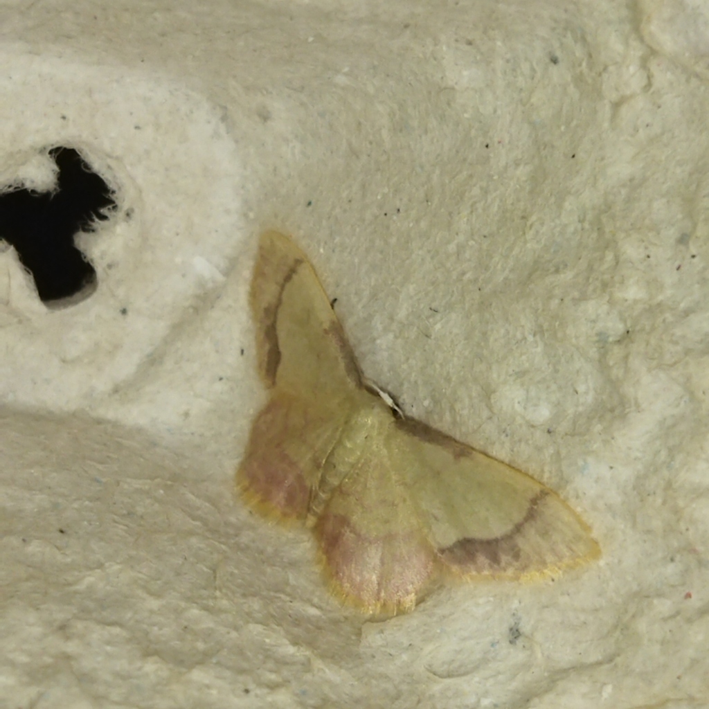 Idaea ostrinaria