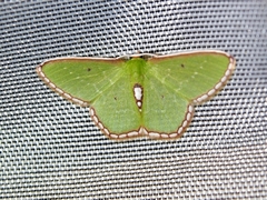 Synchlora tenuimargo