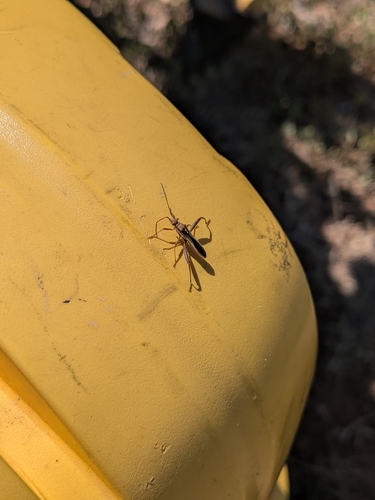 Podsucking Bug
