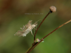 Pephricus