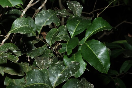 Mischocarpus anodontus
