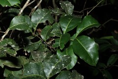 Mischocarpus anodontus
