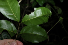 Mischocarpus anodontus, photograph (c) Greg Tasney, some rights reserved (CC BY-SA)