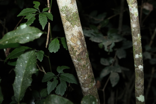 Mischocarpus anodontus, photograph 2