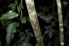 Mischocarpus anodontus, photograph (c) Greg Tasney, some rights reserved (CC BY-SA)