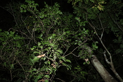 Mischocarpus anodontus, photograph (c) Greg Tasney, some rights reserved (CC BY-SA)