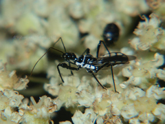Sphedanolestes