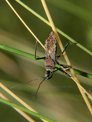 Rhynocoris venustus