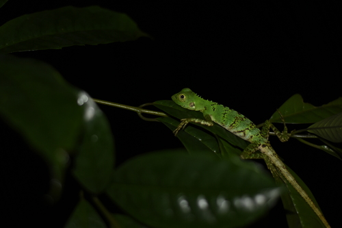 Hypsilurus modestus observed 2026-05-22