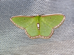 Synchlora tenuimargo