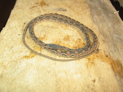Nothopsis rugosus