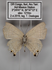 Pilodeudorix caerulea