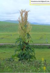 Rheum palmatum