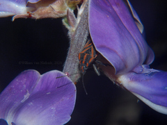 Spilostethus rivularis