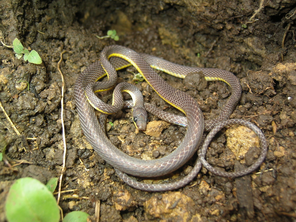Bicolored Shadow Snake