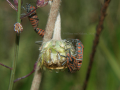 Spilostethus rivularis