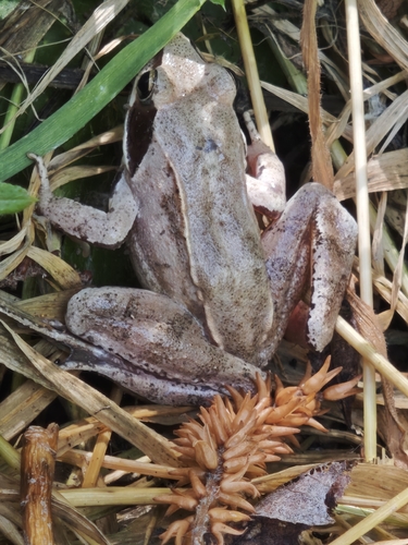 Agile Frog