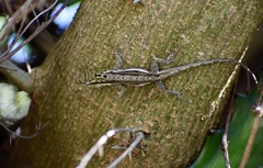 Anolis litoralis