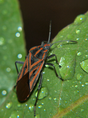 Spilostethus rivularis