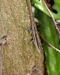 Anolis litoralis