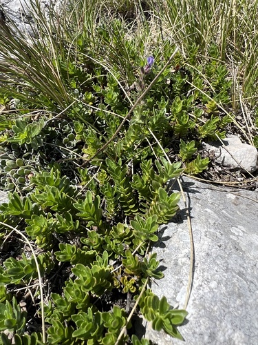 Veronica saturejoides, photograph 3