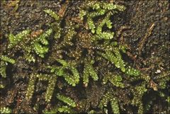 Lembophyllum divulsum