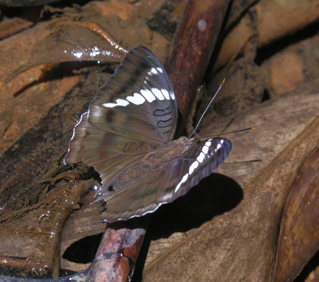 White-edged blue baron