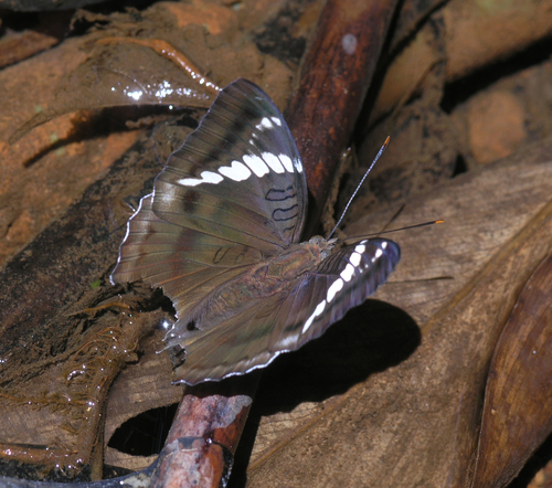 White-edged blue baron