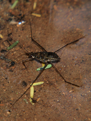 Tenagogonus