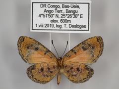 Ptelina carnuta