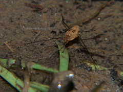 Tenagogonus