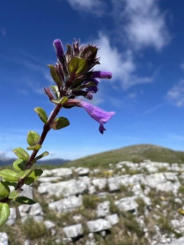 Clinopodium alpinum (Clinopodium alpinum)