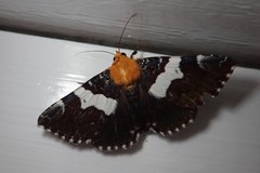 Buzara latizona