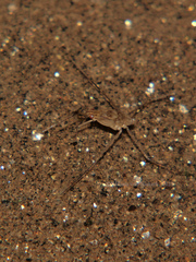Tenagogonus