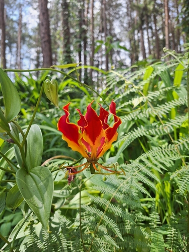 flame lily