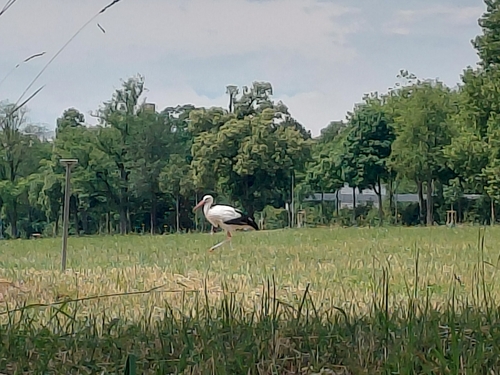 Weißstorch
