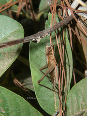 Xenogryllus eneopteroides