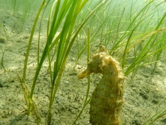 Hippocampus ingens