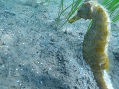 Hippocampus ingens