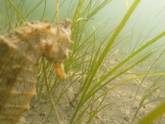 Hippocampus ingens