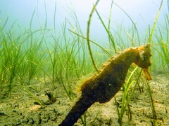 Hippocampus ingens